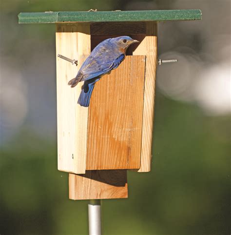 Sparrow proof bluebird house Managing different feeding sources effectively limits the sparrow’s access to bird feeders